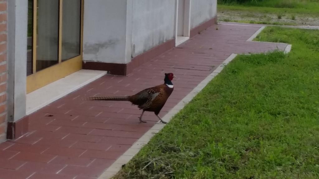 ויצ'נצה Locanda Veneta מראה חיצוני תמונה